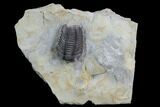 Lemureops Kilbeyi Trilobite - Fillmore Formation, Utah #94745-5